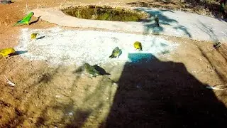 os pássaros comendo milho | ouça o som da natureza