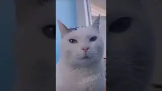 Sigma cat 🐈.        