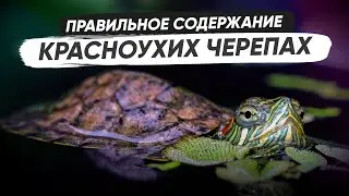 Красноухая черепаха - всё необходимое для содержания