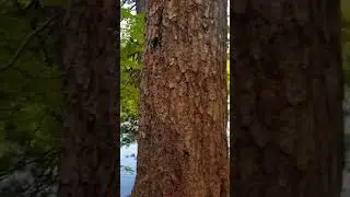 тур 