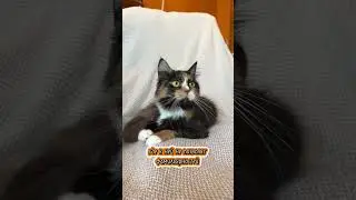 Смотрите подробнее про Моню у нас на канале и забирайте ее скорее домой! #животные #котики #ищетдом