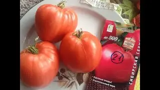 Томат Абаканский розовый. Дегустация!