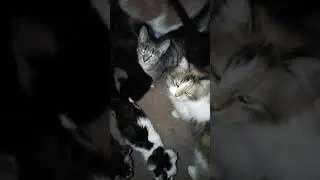 Кошкин дом