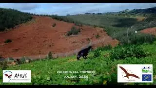 La comunidad de aves en el comedero para aves necrófagas de Valencia del Mombuey.