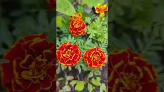 Прекрасное осеннее утро #осень #природа #хорошаяпогода #цветы #сад #виноградник #осеннеенастроение