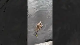 Canadian Goose Spotted In The Cottage