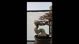 BONSAI BESTTEN PAMNAS BADUNG 2024 #bonsaitree #bonsaiinspirasi #inspirasibonsai #bonsai