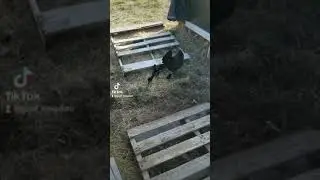 How are my goa.....chickens? Wait... I dont own chickens...