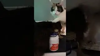 Кексика жалко | ФИСПЕКТ