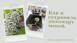 #Дихондра