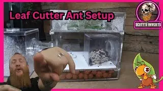 Leaf Cutter Ants setup