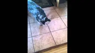 Dog trying to get nickel