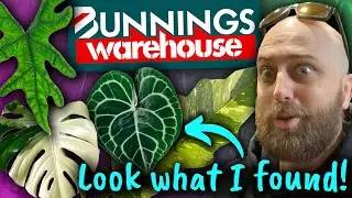 You Won't Believe the Plants I Found at Bunnings! | Plant Shopping