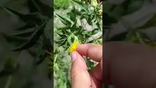 срочно