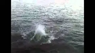 shark eats dog