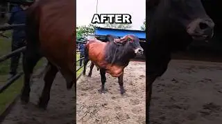 Baby bull transformed into a huge powerful bull