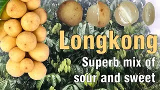 Longkong (Quick Introduction)