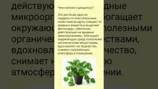 Польза сциндапсуса