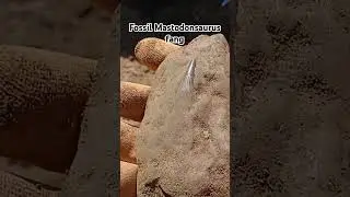 #fossil #Geology #science #paleontology #palaeontology #metal #nature #dinosaur #shorts