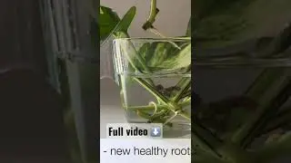 How to propagate Photos from cuttings in 15 days 