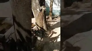 Nai Yang Beach Resort and Spa (Пхукет) территория отеля