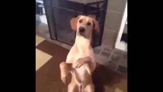 Пёс  актёр