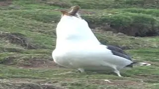 Seagull swallows a rabbit and goes wide