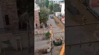 Soothing voice of Birds Chattering