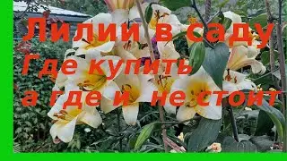 Лилии в моем в саду. Красивые сорта и где их взять.