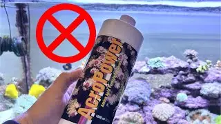 Explained: Why I’m Trying To STOP Amino Acids From Entering My Reef Tank