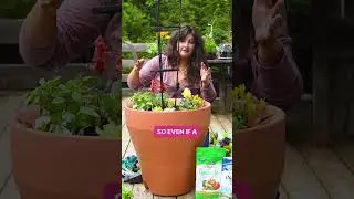 How to Grow a Salad Garden in One Container