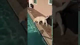 Labrador Molly