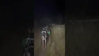 Late Night Pack Out Setting Elk Camp. #packgoats