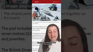Why have 77 whales washed up on a beach in Orkney?
