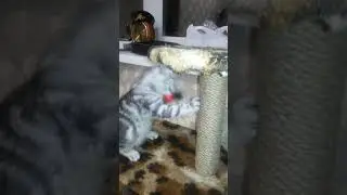 Наша бэллочка)