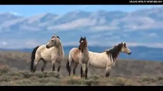 WILD HORSES