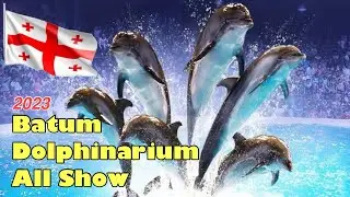 Gürcistan Batum’da ailece yapabileceğiniz en güzel etkinlik “DOLPHINARIUM”