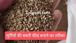 मुर्गियों की सस्ती फ़ीड केसे त्यार करे | murgiyon ki sasti feed kese tyar kare