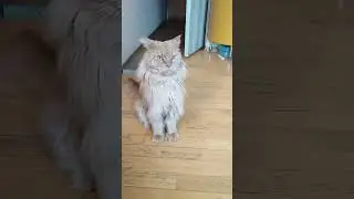 #cats Шуша в шоке