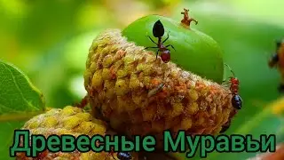 Древесные Муравьи (Crematogaster scutellaris)