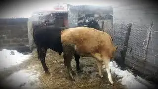 Первая брачная 