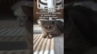 🥹 #catlover #catlife #shortvideo #youtubeshorts