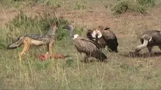 Predator VS Predator Part 3 Snakes, Owls, Vultures, Jackal