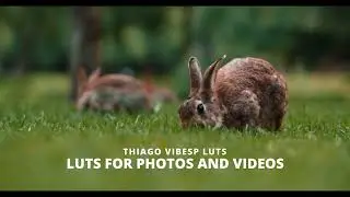 Cinematic Film LUTs for Photoshop, Premiere Pro, LumaFusion, Final Cut Pro, Davinci Resolve and More