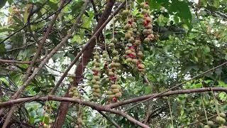 Alchornea cordifolia Plant Video  Nature Free Stock Video  Free for use & download 2