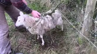 World's Biggest Carnivorous Plant Catches Whole Sheep!