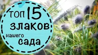 ☘️ТОП 15 злаков нашего сада. Самые красивые. ☘️Когда срезать злаки? Нужен ли полив?☘️2024 октябрь☘️