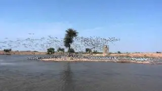 Inde - L'envol des grues demoiselles