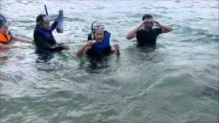Swiming with dolphins