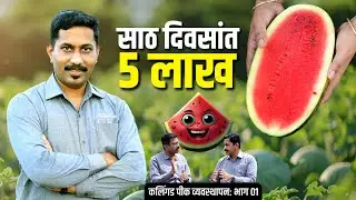 🍉 कलिंगड़ पीक व्यवस्थापन।water management।मल्चिंग, बियाणे निवड।watermelon farming। #FarmingTips